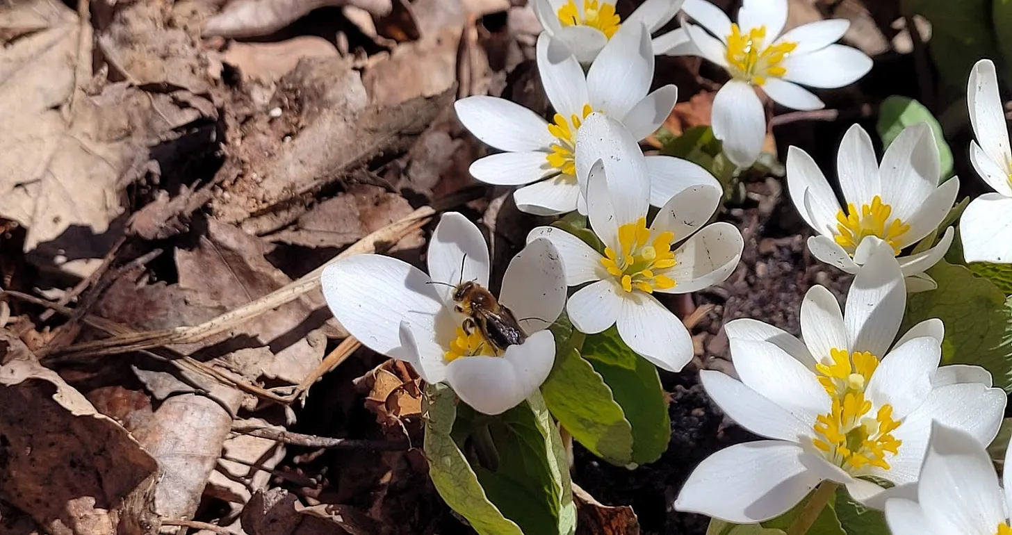 bee on bloodroot